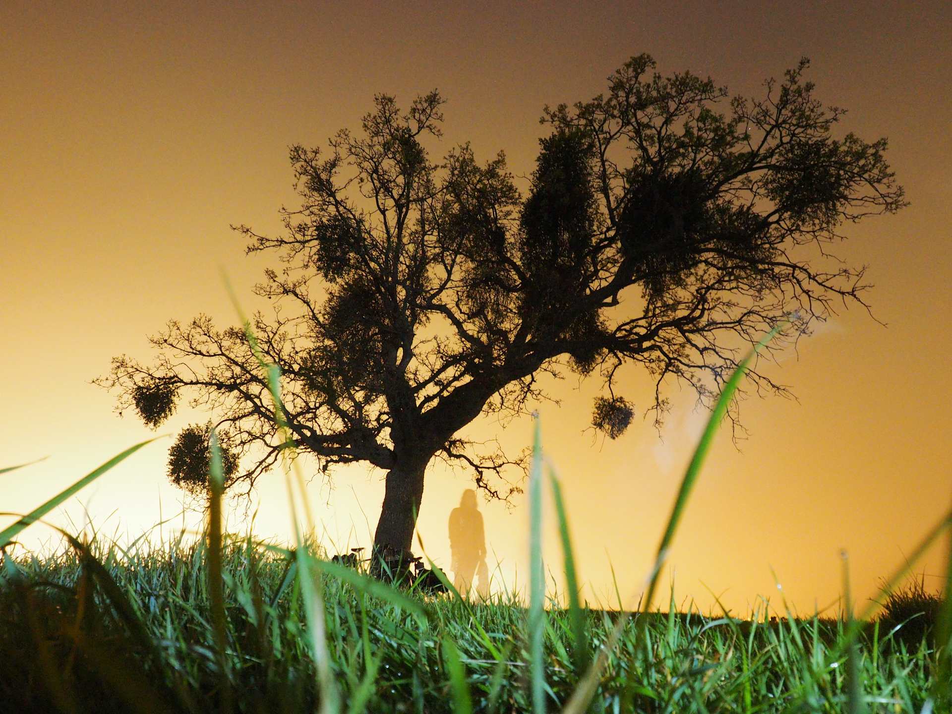 Wildcat Group Campground 9